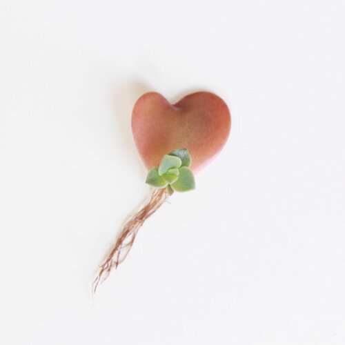 Happy Valentine&rsquo;s Day succulent lovers! 💚🌵
